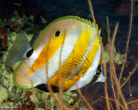 Coradion chrysozonus (Orange-Banded Coralfish)