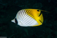 Chaetodon auriga (Threadfin Butterflyfish)