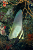 Platax pinnatus (Pinnate Spadefish)