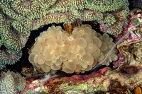 Plerogyra sinuosa (Pearl Bubble Coral)