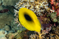 Chaetodon speculum (Oval-Spot Butterflyfish)