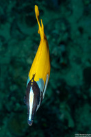Siganus vulpinus (Foxface Rabbitfish)
