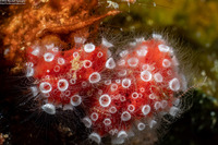 Nausithoe punctata (Crown Jellyfish)