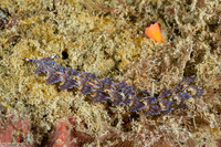 Pteraeolidia semperi (Blue Dragon Nudibranch)