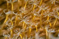 Sarcophyton trocheliophorum (Elephant Ear Coral)