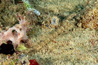Corythoichthys ocellatus (Orange-Spotted Pipefish)