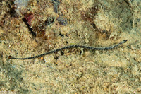 Micrognathus andersonii (Shortnose Pipefish)