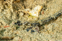 Micrognathus andersonii (Shortnose Pipefish)
