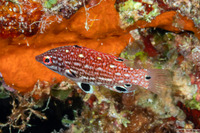Bodianus dictynna (Redfin Hogfish)