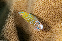 Anampses twistii (Yellow-Breasted Wrasse)