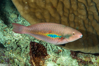 Scarus forsteni (Bluepatch Parrotfish)