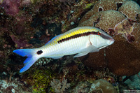 Parupeneus barberinus (Dash-Dot Goatfish)