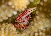 Trapezia tigrina (Red-Spotted Guard Crab)