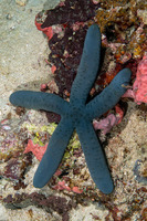 Linckia laevigata (Blue Sea Star)