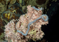 Synaptula sp.1 (Sponge Sea Cucumber)