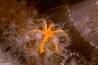 Ophiothela mirabilis (Six-Arm Brittle Star)