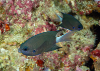 Pycnochromis caudalis (Blue-Axil Chromis)