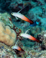 Nemateleotris magnifica (Fire Dartfish)