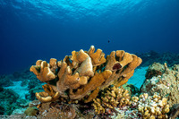 Pocillopora grandis (Antler Coral)