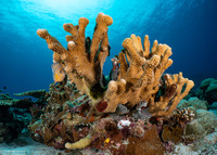 Pocillopora grandis (Antler Coral)