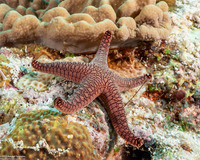 Fromia indica (Indian Sea Star)