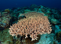 Acropora granulosa (Granular Table Coral)