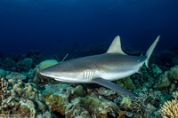Carcharhinus amblyrhynchos (Gray Reef Shark)