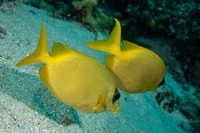 Siganus corallinus (Coral Rabbitfish)