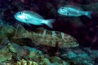 Plectropomus areolatus (Squaretail Coral Grouper)