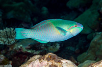 Scarus dimidiatus (Yellow-Barred Parrotfish)