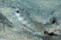 Amblyeleotris steinitzi (Steinitz' Shrimpgoby)
