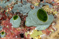 Didemnum molle (Urn Ascidian)