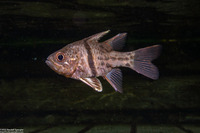 Sphaeramia orbicularis (Orbicular Cardinalfish)