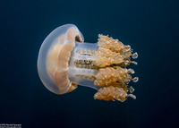 Mastigias papua etpisoni (Golden Jellyfish)