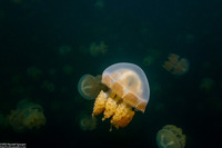 Mastigias papua etpisoni (Golden Jellyfish)
