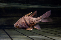 Sphaeramia orbicularis (Orbicular Cardinalfish)