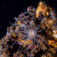 Entacmaea medusivora (Jellyfish-Eating Anemone)