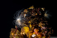 Entacmaea medusivora (Jellyfish-Eating Anemone)