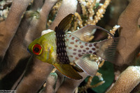 Sphaeramia nematoptera (Pajama Cardinalfish)