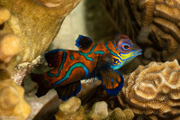 Synchiropus splendidus (Mandarinfish)