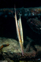Aeoliscus strigatus (Hinged Shrimpfish)