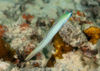 Ptereleotris microlepis (Pearly Dartfish)