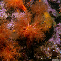 Cucumaria miniata (Orange Sea Cucumber)