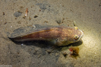 Porichthys notatus (Plainfin Midshipman)