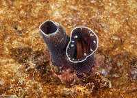 Chaceia ovoidea (Wart-Neck Piddock)