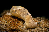 Haminoea vesicula (White Bubble Snail)