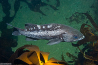 Sebastes melanops (Black Rockfish)