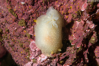 Doriopsilla fulva (White-Speckled Dorid)
