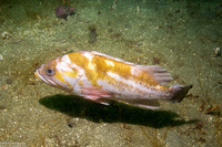 Sebastes caurinus (Copper Rockfish)