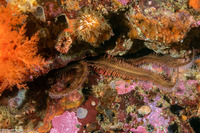 Ophiopteris papillosa (Flat-Spined Brittle Star)